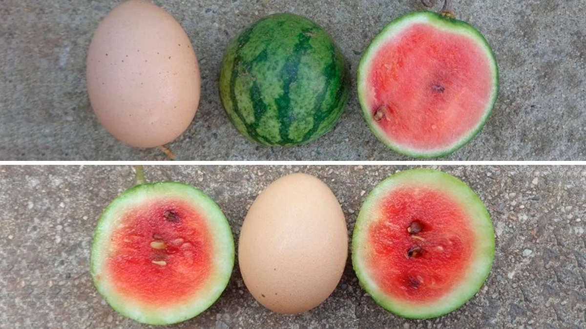 Crean sandías del tamaño de un huevo para revolucionar la producción agrícola