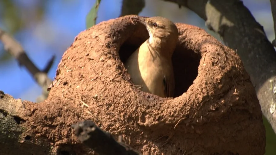 Horneros: descubren que estructuras cercanas influyen en la ubicación de la entrada del nido