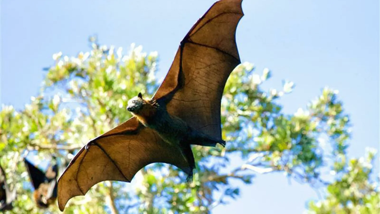 Identifican nuevo coronavirus en murciélagos de Kenia capaz de infectar células humanas