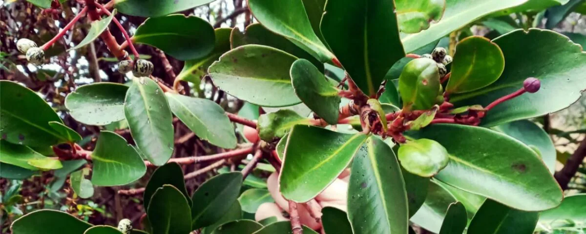 Plantan canelo en Ushuaia para preservar el árbol medicinal de pueblos originarios